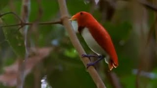 Dancing Birds of Paradise  Wild Indonesia  BBC Earth [upl. by Elleneg]