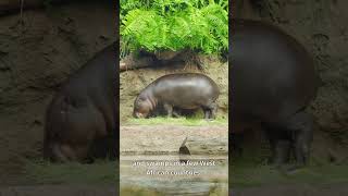 Where are hippos most commonly found Hippo facts [upl. by Jak971]