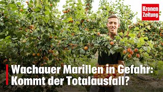 Wachauer Marillenernte vor Totalausfall  kronetv NEWS [upl. by Artekal]