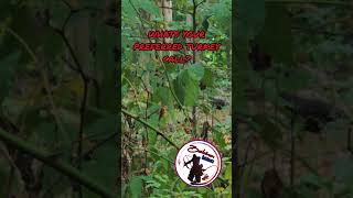 Fall turkey season is right around the corner turkeyhunting fall turkeycall [upl. by Cindie]