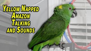 Yellow Napped Amazon Parrot Talking and Sounds [upl. by Dincolo900]