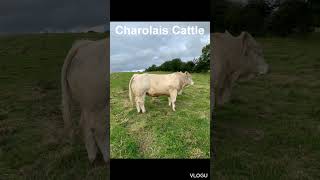 Charolais Cattle [upl. by Vikki]