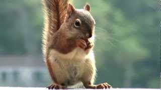 An American Red Squirrel at Black Lake in Ontario [upl. by Alletniuq]