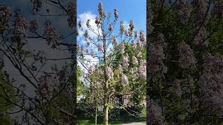 chinesischer Blauglockenbaum Paulownia tomentosa  Gartenexpedition invasiveplants paulownia [upl. by Apgar268]