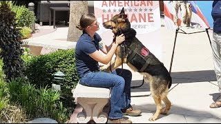 Military Hero Dog Reunited with Hero Handler [upl. by Hanad321]