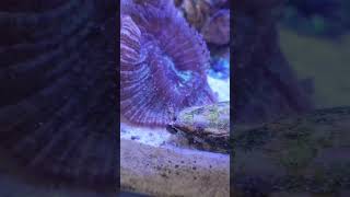 Strombus working 👁😁 reeftank aquarium strombus coral marines nanoaquarium sealife [upl. by Sandi493]