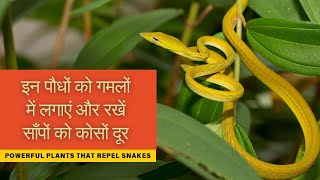 इन पौधों को गमलों में लगाएं और रखें साँपों को कोसों दूर  Powerful Plants That Repel Snakes In Hindi [upl. by Nivat]