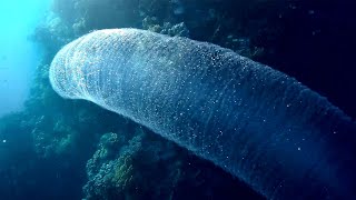 Pyrosome colony of microorganisms different kinds Пиросома колония микроорганизмов разные виды [upl. by Yraht]