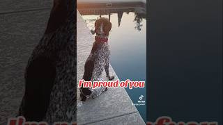 Im proud of you German Shorthaired Pointer GSP 🙃❤️🐶new shorts ytshorts viral viralshorts [upl. by Keil]