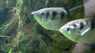 Adult Archerfish  Schützenfische  Aquazoo 1448 [upl. by Atter]