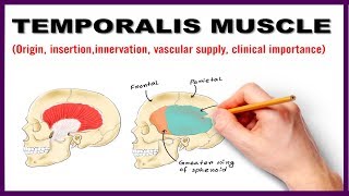 Temporalis Muscle  Origin Insertion Nerve supply Clinical importance  Anatomy [upl. by Natascha]