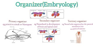 Organizer Embryology  Primarysecondary and tertiary organizers of human embryo [upl. by Lesser]