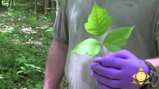 How to identify poison ivy and stay away [upl. by Grae]