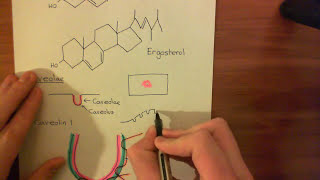 Caveolae and Endothelial Nitric Oxide Synthase Part 5 [upl. by Llejk]