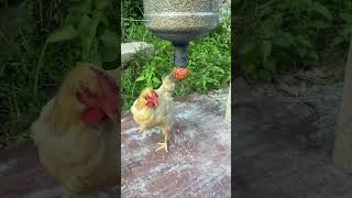 this machine feeds hens shortsvideo [upl. by Terra]