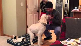 Goldendoodle meets newborn for the first time [upl. by Morice]