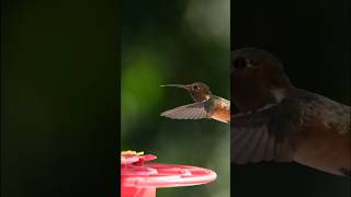 Hummingbirds Flying Backwards [upl. by Ynnahc]