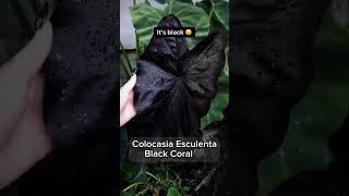 Colocasia Series  Colocasia Esculenta Blackcoral I PlantFactory [upl. by Annaor]