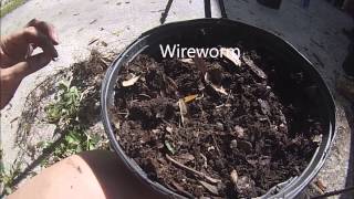 Wireworm found in my compost [upl. by Dickenson182]