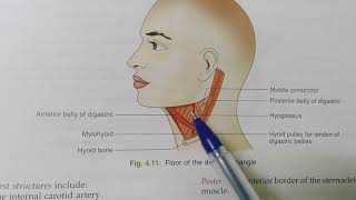 ANTERIOR TRIANGLE OF THE NECKNOTESBDCHAURASIAHEADNECK AND BRAIN ANATOMY [upl. by Roselane]