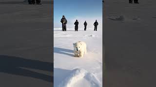 🐻‍❄️ Tiny Polar Bears Heartwarming Rescue 😍 PolarBearRescue WildlifeConservation ArcticAnimals [upl. by Jule]