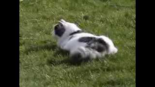 Siberian cats playing with their dad [upl. by Rae550]