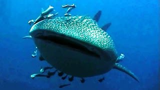 Whale Shark Video Swimming With Whale Shark at Koh Tao Thailand HD [upl. by Ahsieni]