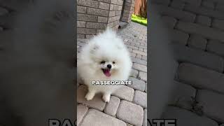 QUANTE volte andare a PASSEGGIO cane short cani canefelice pelosi viral [upl. by Tarsus]