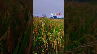 Farmer🌾❤️ trending raithu farmer paddy viral telugu shorts yt Saifarms [upl. by Lemrahc]