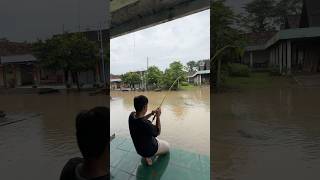 Mancing Saat Banjir Dapat Ikan Lele Ukuran Monster lele banjir lelemonster mancing menemukan [upl. by Yadsendew]