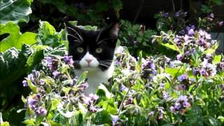 Junge Katzen erforschen erstmals im Leben den Garten  Young cats exporing the garden first time [upl. by Ynattir]