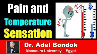 Pathway of Pain and Temperature Sensation Dr Adel Bondok [upl. by Ahsoyem69]