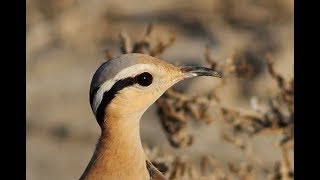 Creamcoloured courser Cursorius cursor Αμμοδρόμος  A rare bird for Cyprus [upl. by Rior]