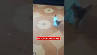 Pinscher Miniatura chocolate [upl. by Ddal]