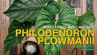 Philodendron Plowmanii  Fact Care and Growing Tips [upl. by Mirna525]