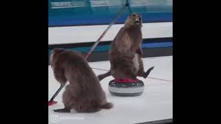 Marmots go Curling 2022 [upl. by Tsew916]