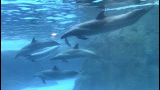 Pantropical Spotted Dolphins at Chimelong Ocean Kingdom 82117 [upl. by Aisitel703]