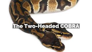 The Two Headed COBRA [upl. by Abeh]