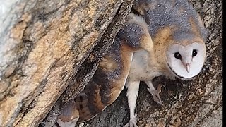 fui à ilha da coruja 🦉 olhar como elas estão atualizando como está a campanha para comprar a ilha 🏝️ [upl. by Pentheas]