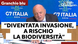 Lallarme di Pichetto Fratin quotIl granchio blu è diventata uninvasione a rischio la biodiversitàquot [upl. by Karna393]