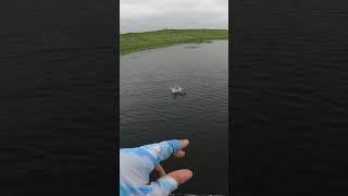 What will this weird lure catch fishing [upl. by Sliwa]