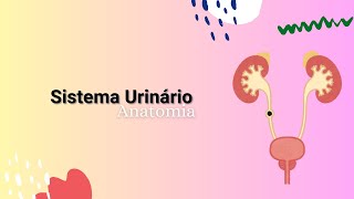 SISTEMA URINÁRIO  Anatomia Geral e funções  Medicina  Ensino superior [upl. by Atirys]