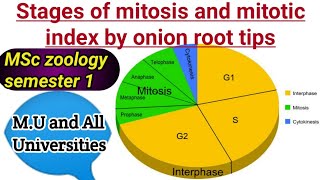 Mitosis stages and mitotic index by onion root tips MSc zoology semester 1 all universities bihar [upl. by Nanete629]