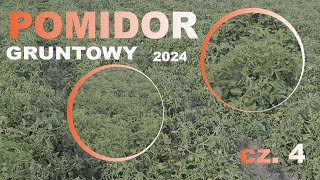 Pomidor gruntowy 2024 cz 4 🍅🍅 [upl. by Yenettirb686]