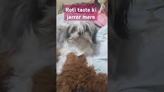 Roti kha li animalsong doglover petsong beaglebreed funny petward beagledog pets petengage [upl. by Jabez]