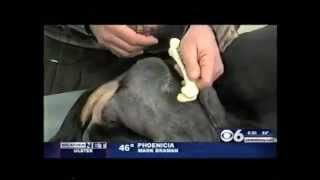 Canine Hip Dysplasia FHO Surgery [upl. by Dever]