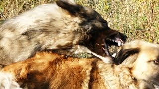 Rank Fight 1  Ethology of Shepherd Dogs 01  ранжирование борьба [upl. by Gnut]