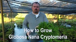 How to grow Globosa Nana Cryptomeria Dwarf Japanese Cedar with detailed description [upl. by Fauver]