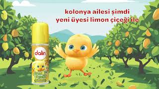 Dalin Kolonya Ailesi’nin Yeni Üyesi Limon Çiçeği [upl. by Ainwat]