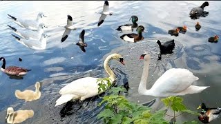 Waterfowl Sounds Swan Geese Mallard Ducks Seagulls Cootbird Relaxing Sounds [upl. by Casady]